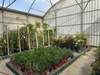 Viveros Gómez en Ronda