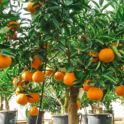 Árboles frutales en Viveros Gómez