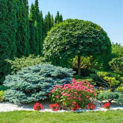 Árboles ornamentales en Viveros Gómez