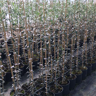 Olivos en Viveros Gómez