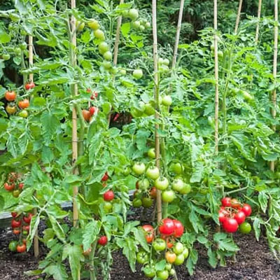 Plantas para huerto en Viveros Gómez