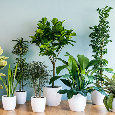 Plantas de interior en Viveros Gómez